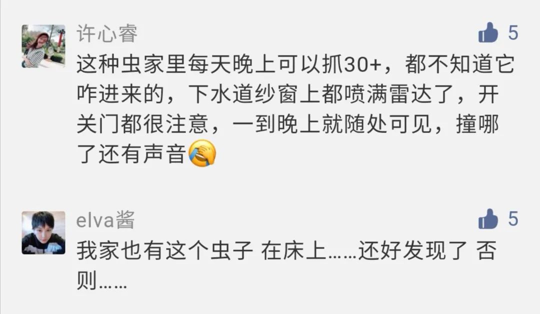 农村发现小黑虫,请问家里出现的这种小黑虫是什么