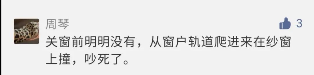 农村发现小黑虫,请问家里出现的这种小黑虫是什么