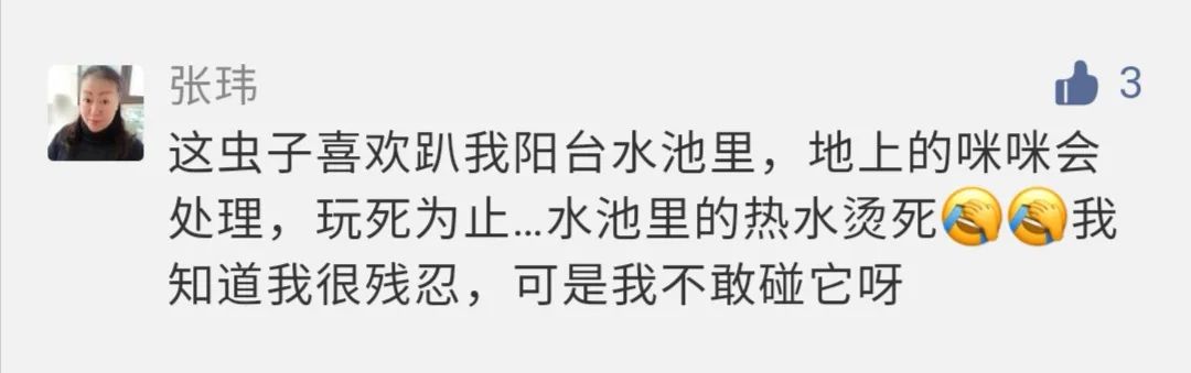 农村发现小黑虫,请问家里出现的这种小黑虫是什么