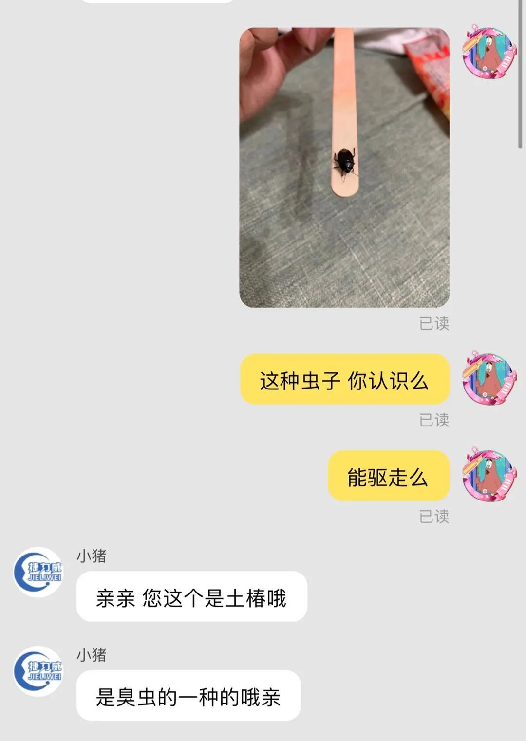 农村发现小黑虫,请问家里出现的这种小黑虫是什么