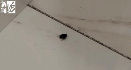 虫子入侵,外星怪虫入侵