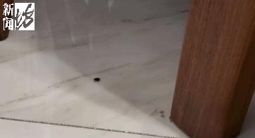 虫子入侵,外星怪虫入侵