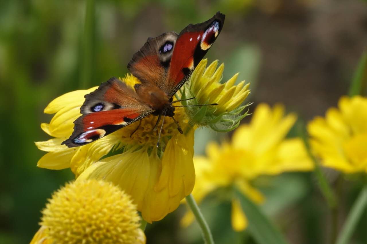 百花绽放风景秀丽,花田小镇风景区