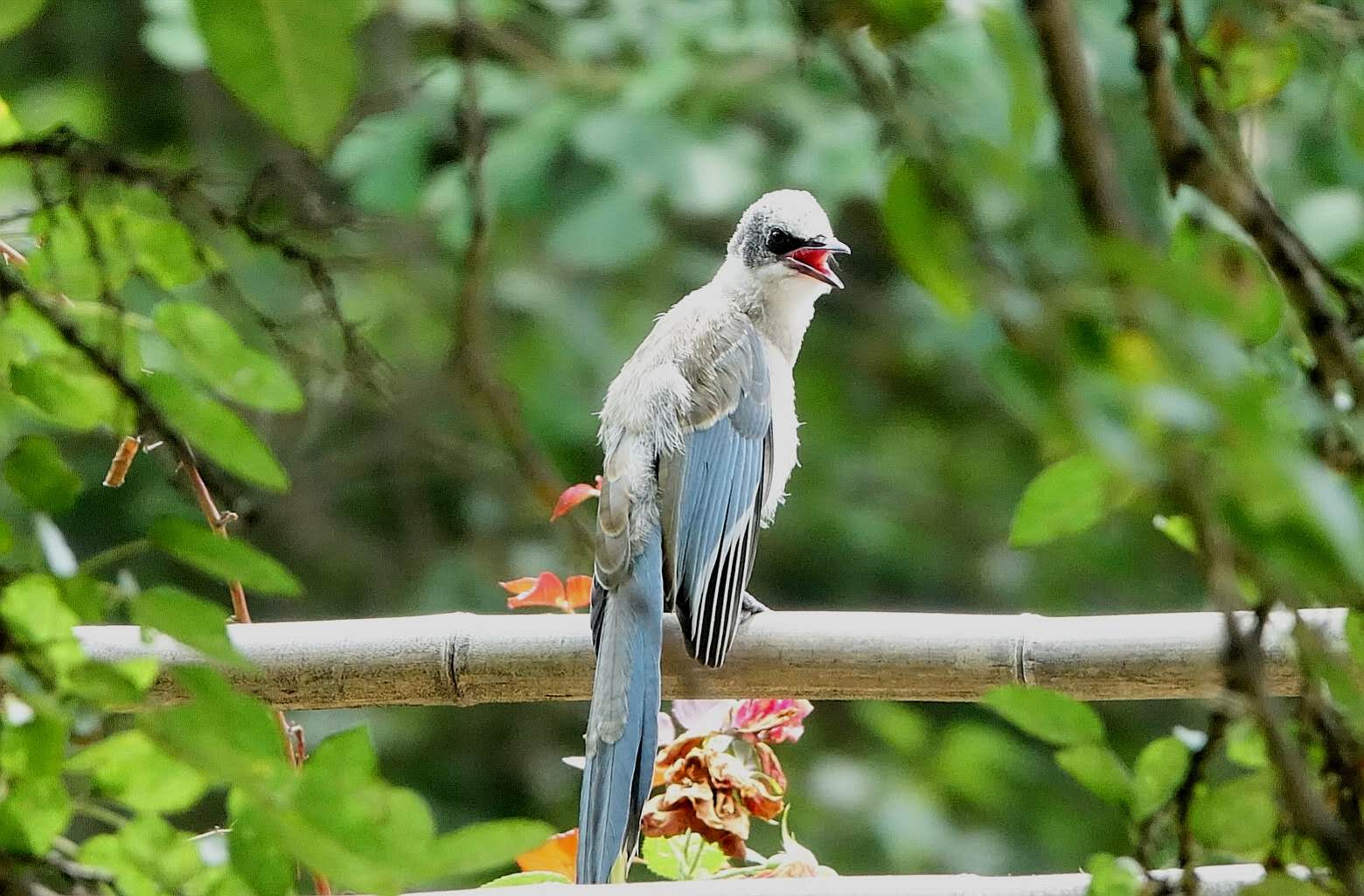 百花绽放风景秀丽,花田小镇风景区