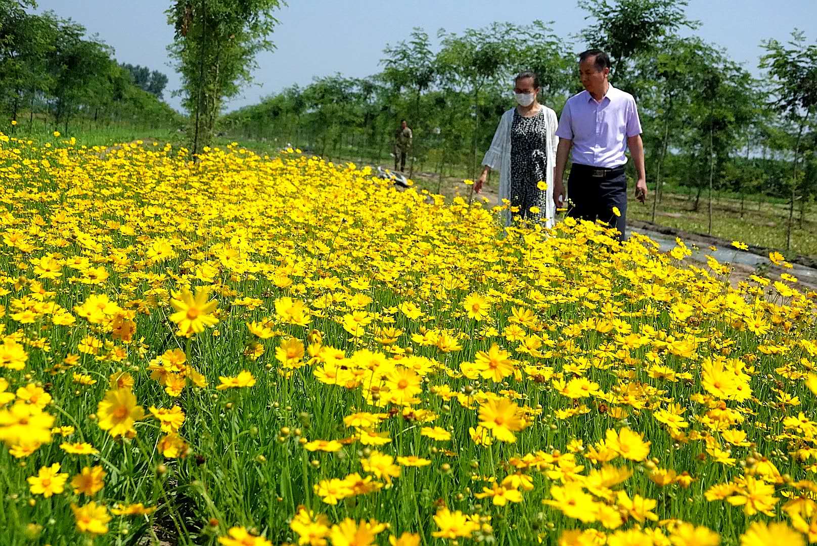 百花绽放风景秀丽,花田小镇风景区