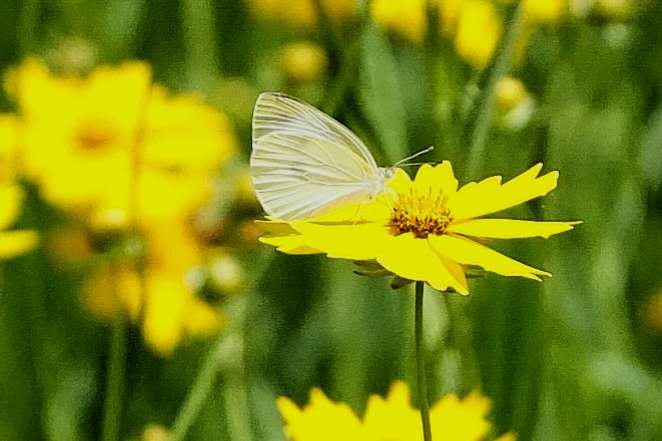 百花绽放风景秀丽,花田小镇风景区