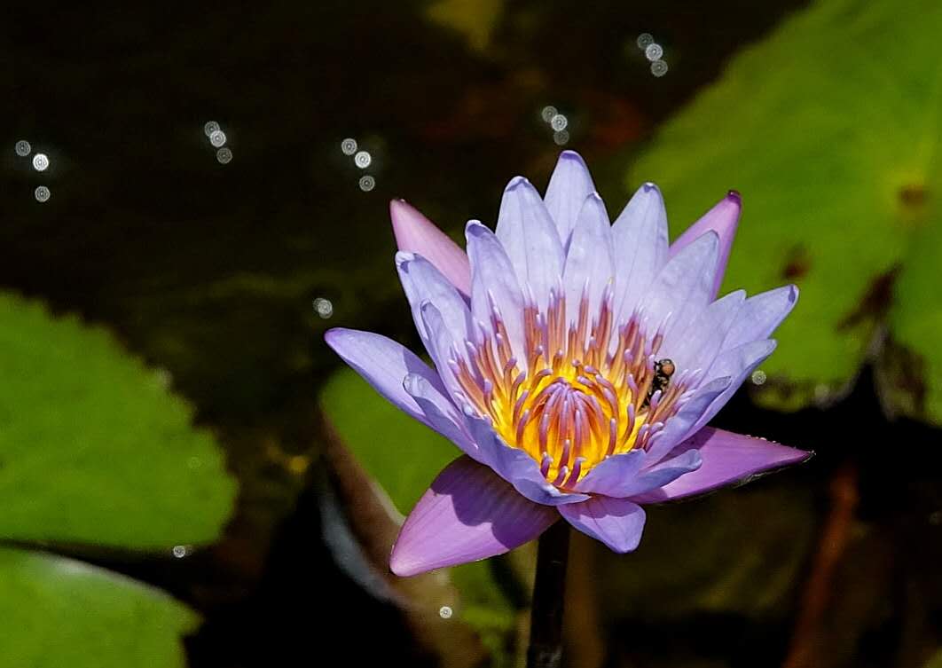 百花绽放风景秀丽,花田小镇风景区