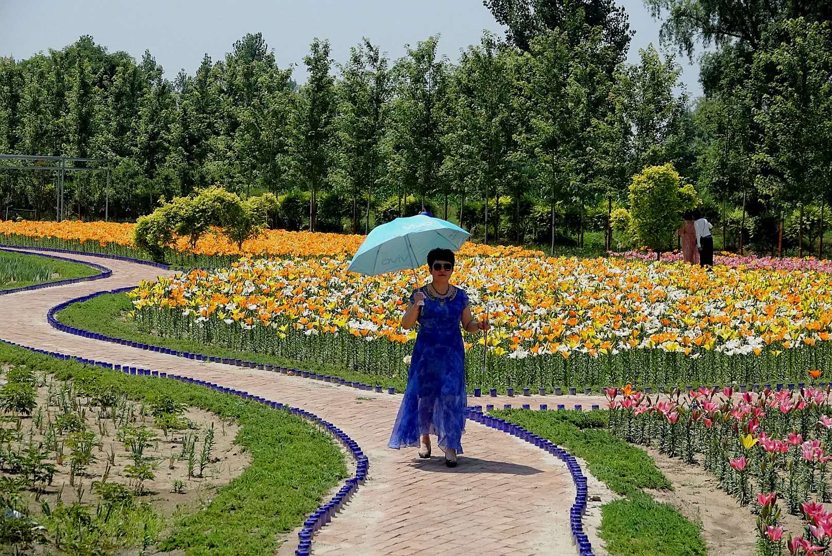 百花绽放风景秀丽,花田小镇风景区
