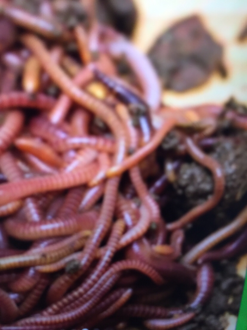 万能鱼饵蚯蚓怎么用最好,蚯蚓万能饵