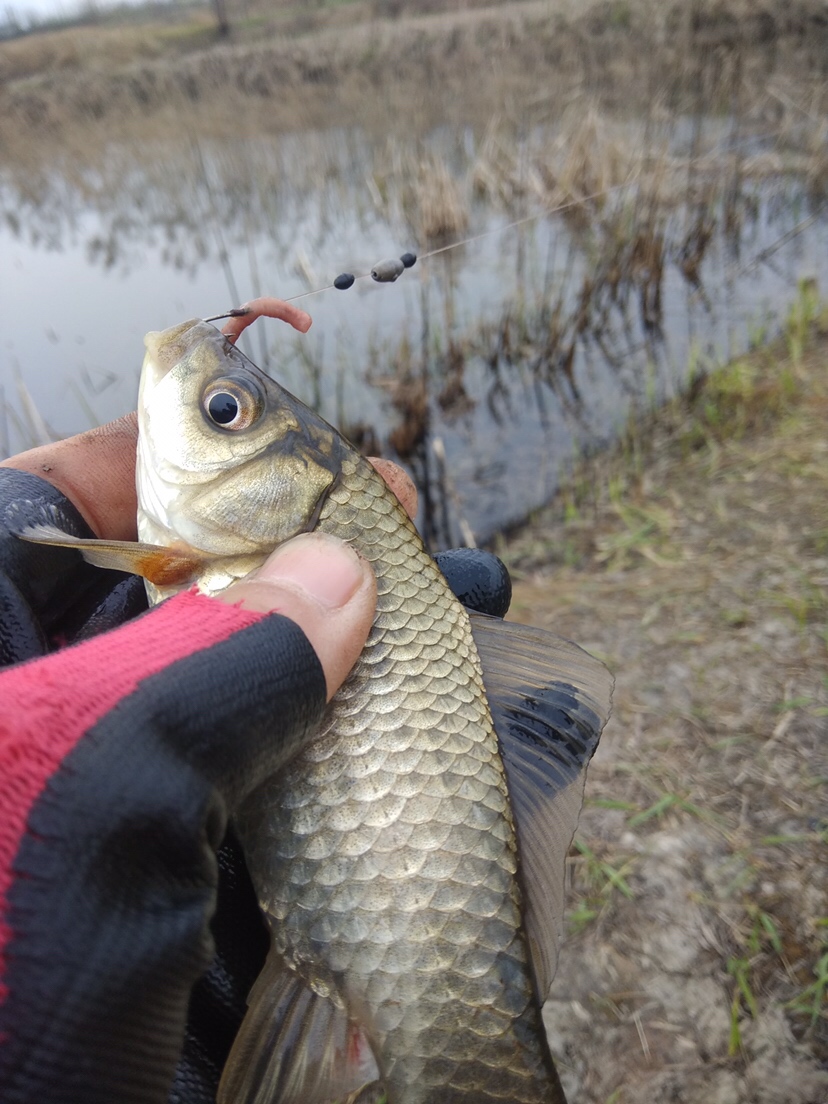 万能鱼饵蚯蚓怎么用最好,蚯蚓万能饵