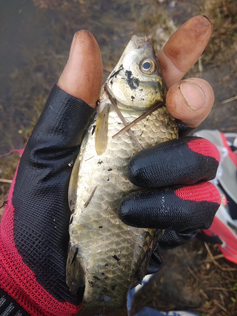 万能鱼饵蚯蚓怎么用最好,蚯蚓万能饵