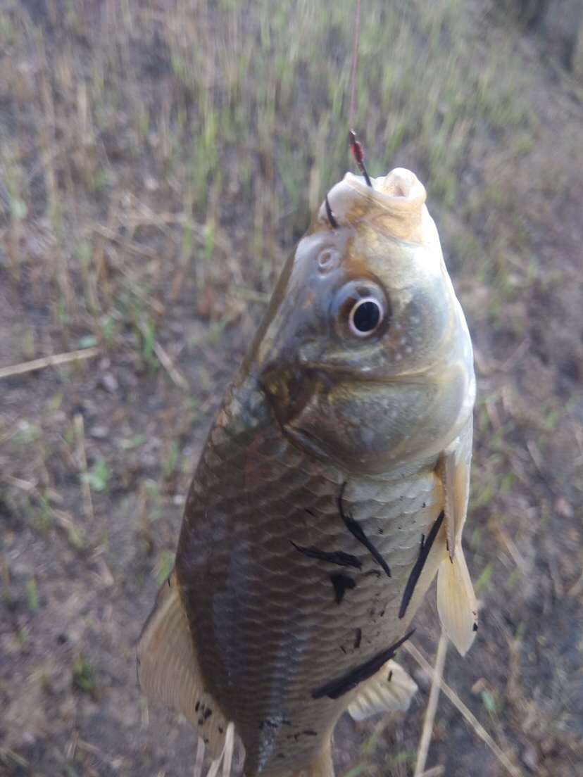 万能鱼饵蚯蚓怎么用最好,蚯蚓万能饵