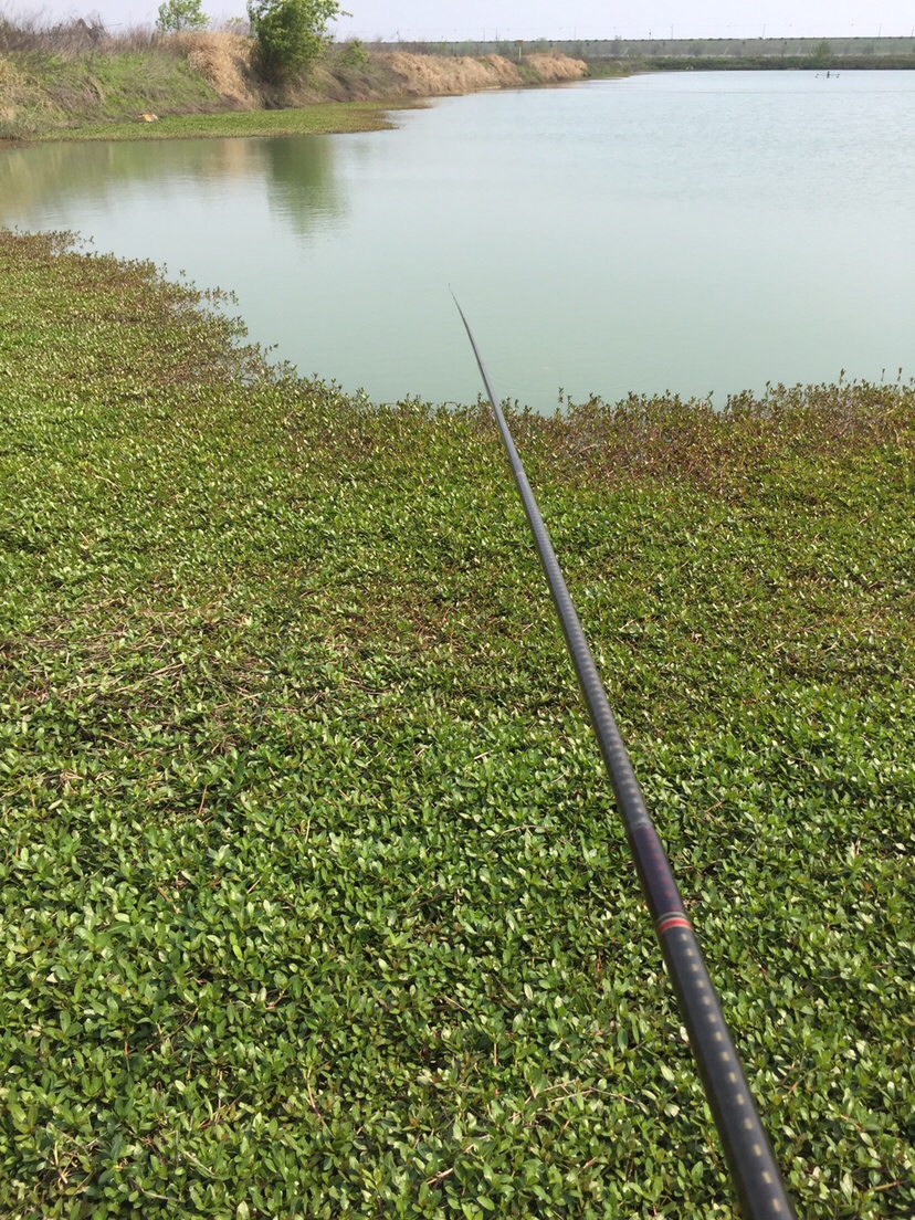 万能鱼饵蚯蚓怎么用最好,蚯蚓万能饵