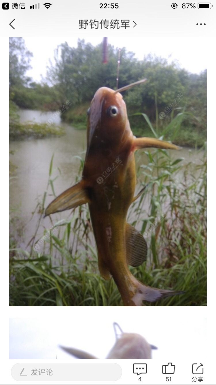 万能鱼饵蚯蚓怎么用最好,蚯蚓万能饵