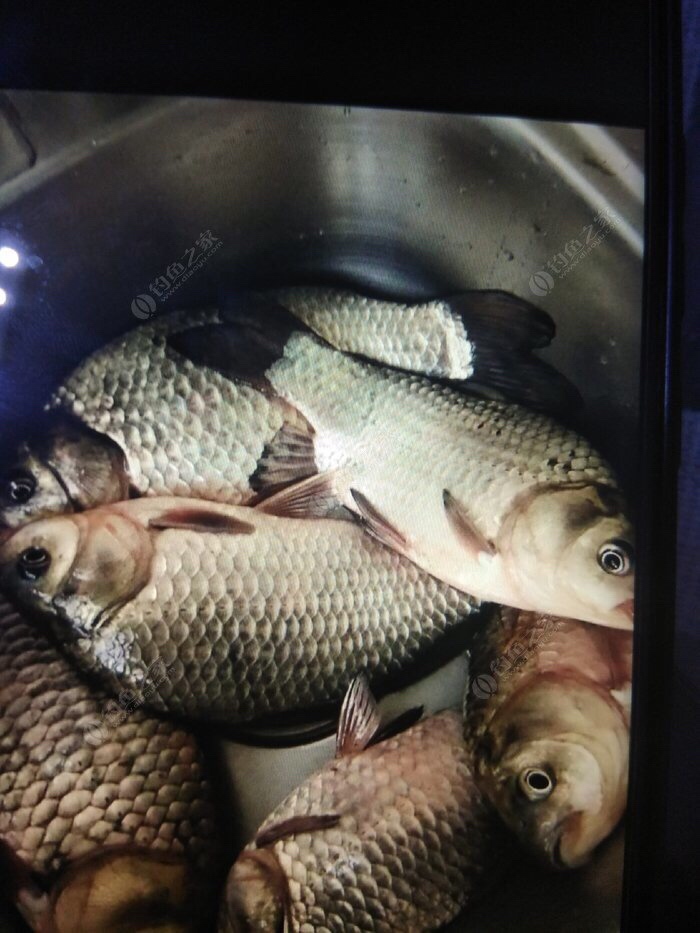 万能鱼饵蚯蚓怎么用最好,蚯蚓万能饵