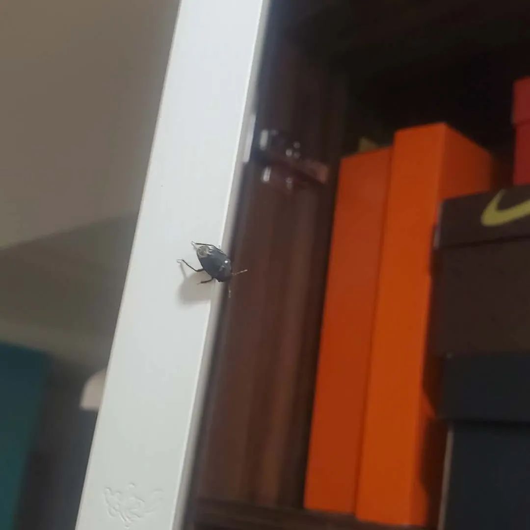 虫子入侵,外星怪虫入侵