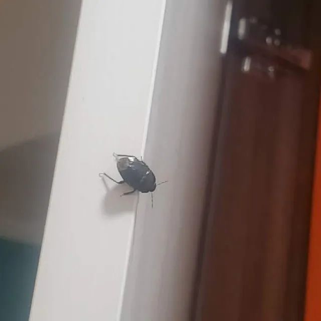 虫子入侵,外星怪虫入侵