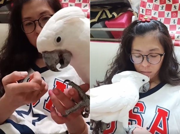 妈被咬到喷血！跟鹦鹉冷战3天要求道歉　它却装傻讨亲亲