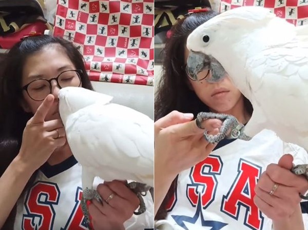 妈被咬到喷血！跟鹦鹉冷战3天要求道歉　它却装傻讨亲亲