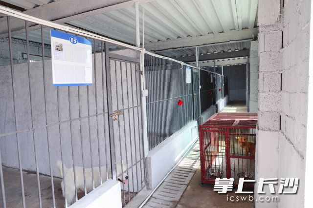 路上遇到流浪犬怎么带回家,路上看到流浪狗怎么联系抓捕