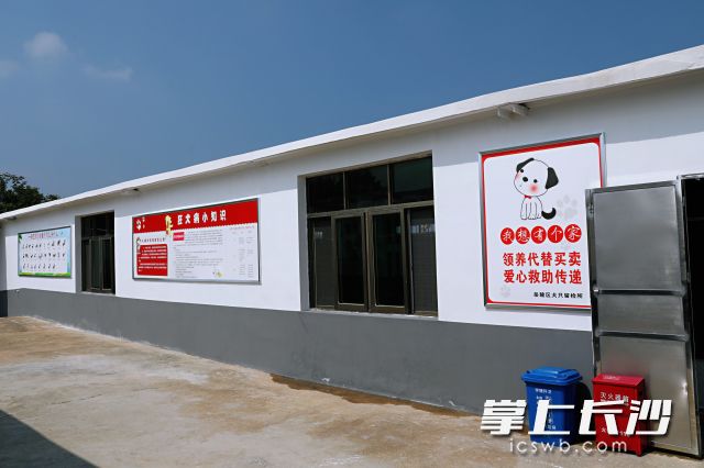 路上遇到流浪犬怎么带回家,路上看到流浪狗怎么联系抓捕