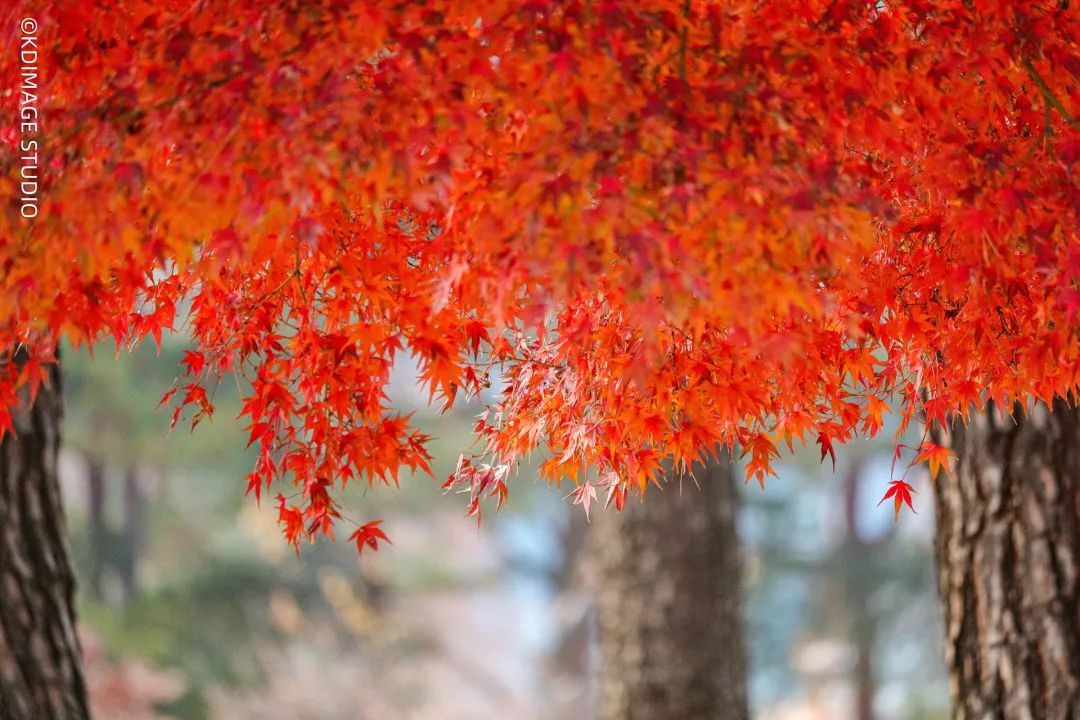 大西北旅行相机推荐,适合旅游的十部相机