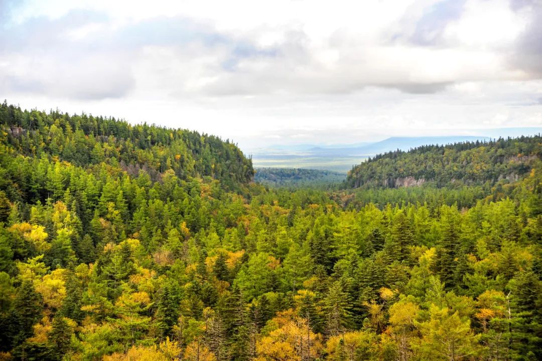 飞行1000次,纯长白山雪山湖椴树蜜