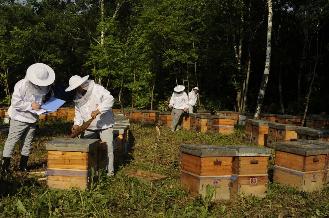 飞行1000次,纯长白山雪山湖椴树蜜