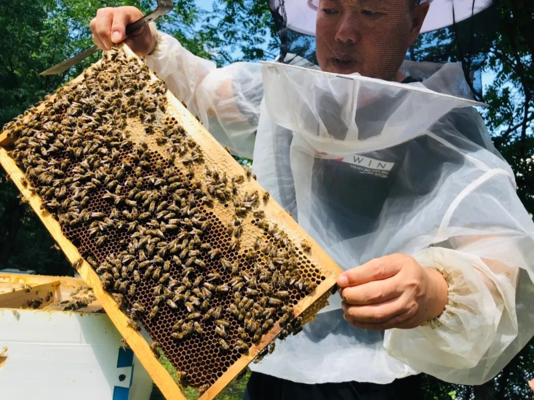 飞行1000次,纯长白山雪山湖椴树蜜