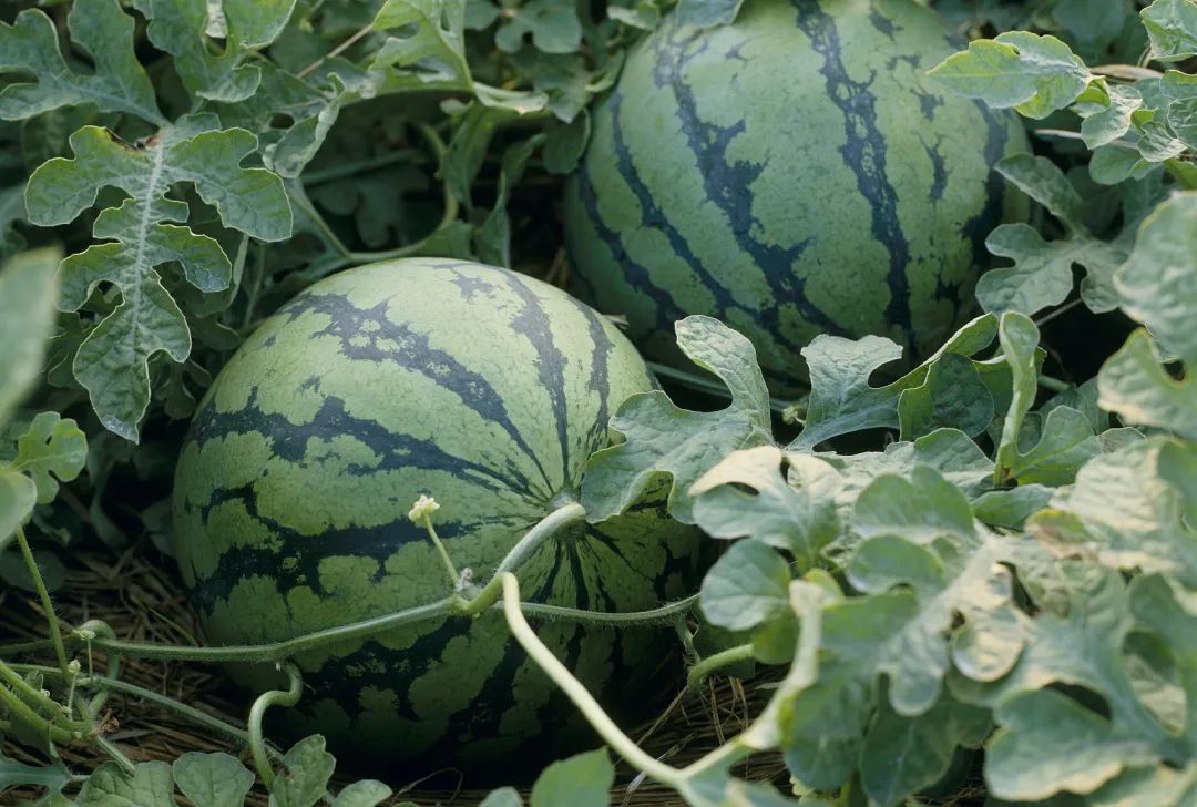 西瓜水果的形态,四倍体西瓜长什么样