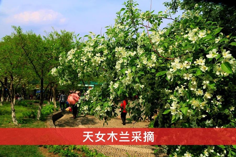 医护人员把这种鲜花当面膜，皮肤白嫩得让男人受不了，到底有多神奇？