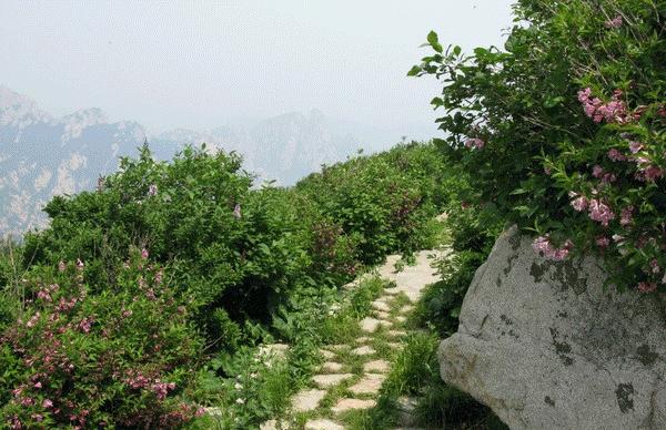 医护人员把这种鲜花当面膜，皮肤白嫩得让男人受不了，到底有多神奇？