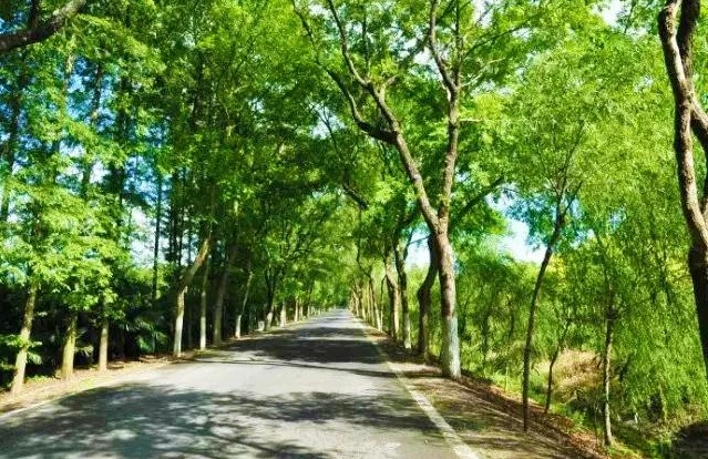 这个因“花博会”而即将腾飞的小镇，你了解吗？