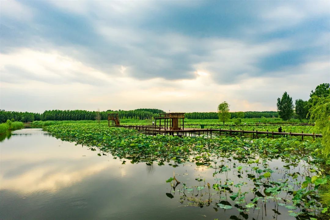 微山湖可以观赏的荷花,七月微山湖荷花盛放简直美到爆