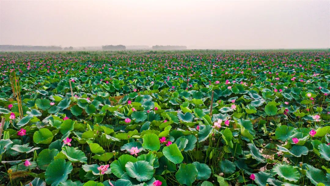 微山湖可以观赏的荷花,七月微山湖荷花盛放简直美到爆