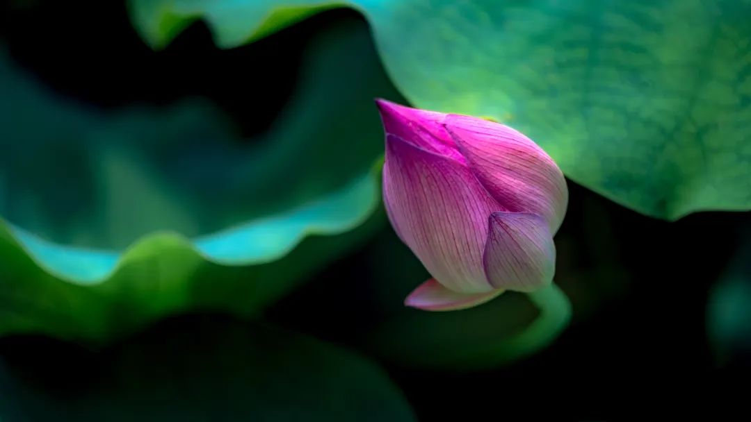 微山湖可以观赏的荷花,七月微山湖荷花盛放简直美到爆