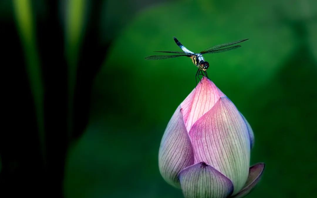 微山湖可以观赏的荷花,七月微山湖荷花盛放简直美到爆