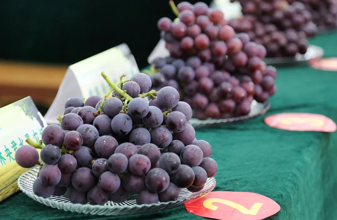 慈溪巨峰葡萄哪家强？这些农场和合作社获奖啦