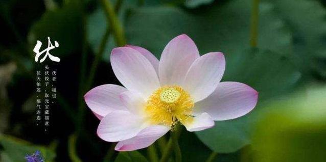 三伏天注意哪些疾病,三伏天请注意