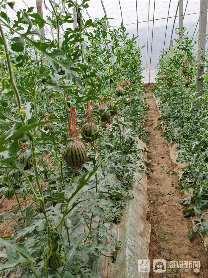 东营区牛庄镇谭家村规划图,东营市东营区牛庄镇谭家村