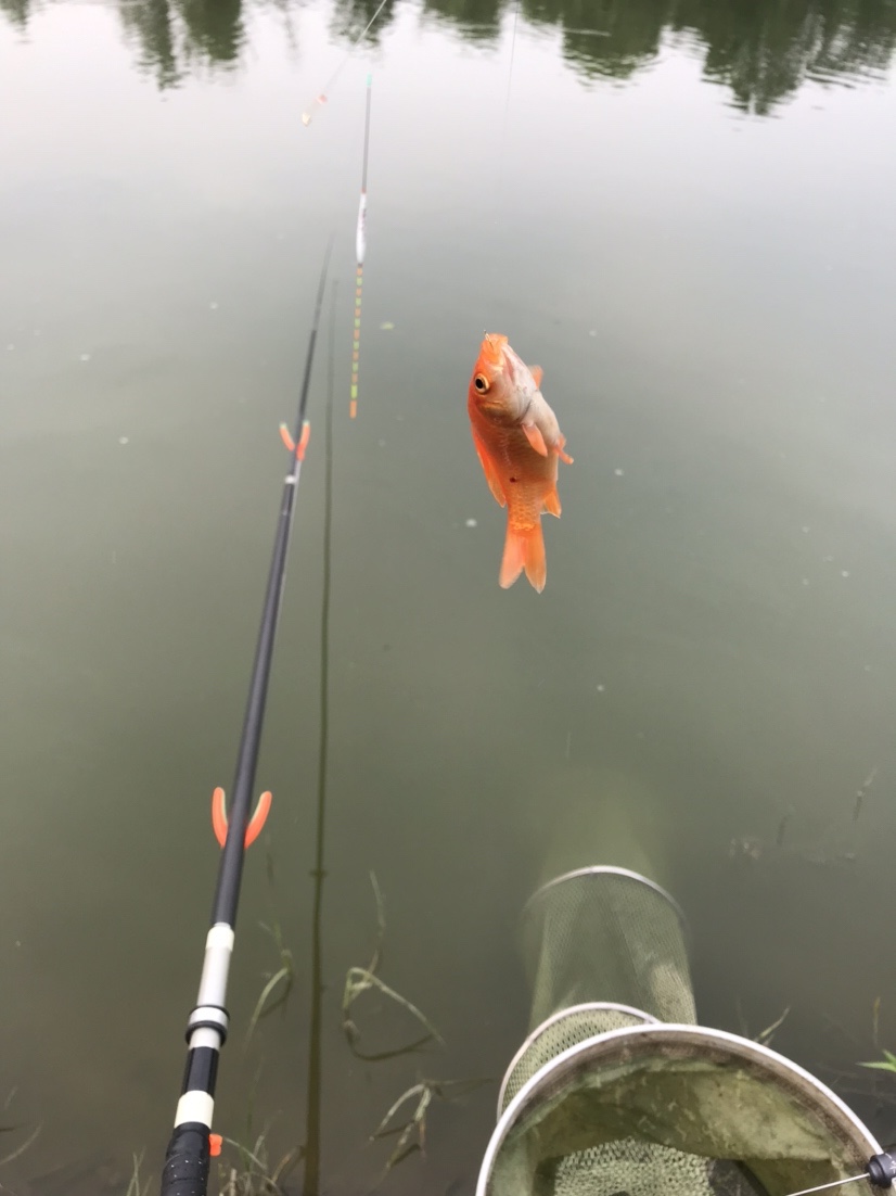 晨钓的收获还是不错的,温榆河钓鱼