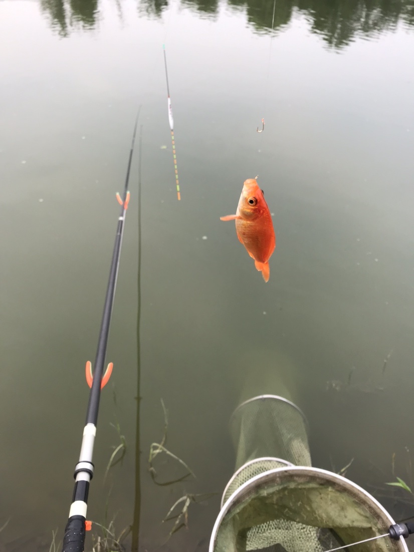 晨钓的收获还是不错的,温榆河钓鱼