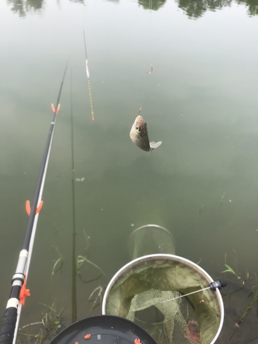 晨钓的收获还是不错的,温榆河钓鱼