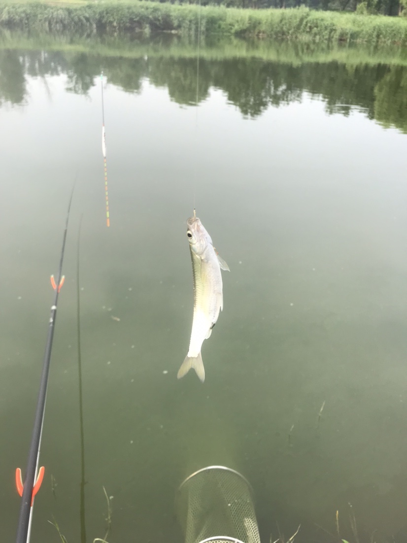 晨钓的收获还是不错的,温榆河钓鱼