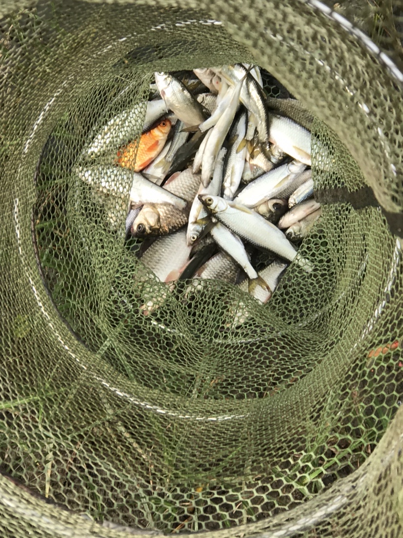 晨钓的收获还是不错的,温榆河钓鱼