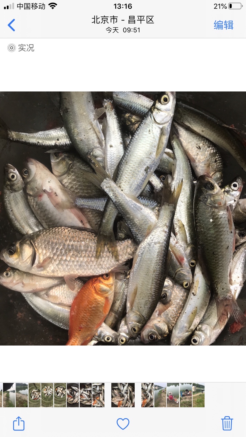 晨钓的收获还是不错的,温榆河钓鱼