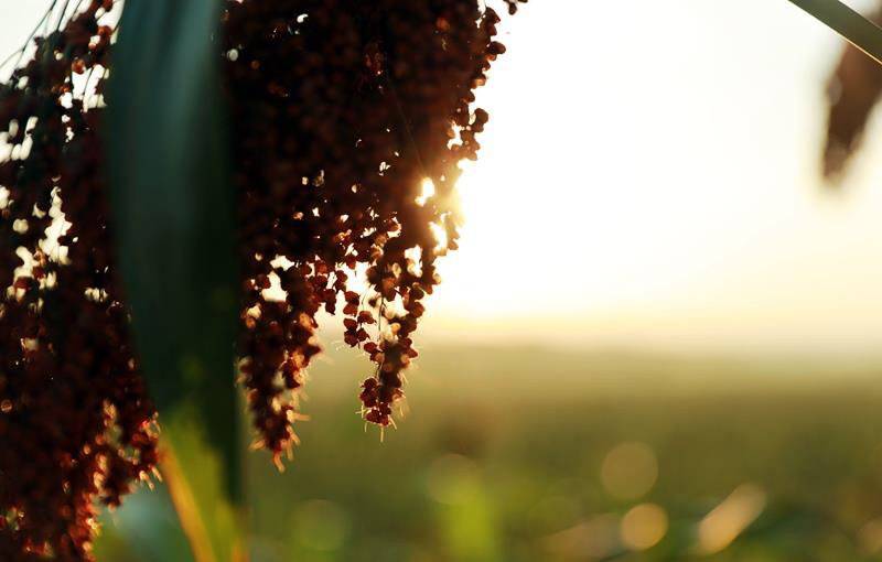 酿酒的红皮糯高粱多少钱一斤,宜宾糯红高粱种植全过程
