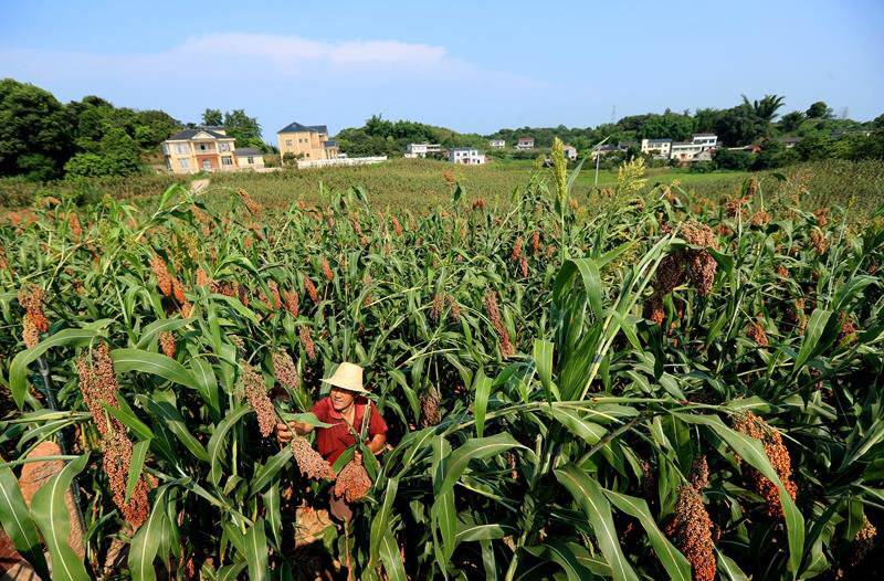 酿酒的红皮糯高粱多少钱一斤,宜宾糯红高粱种植全过程