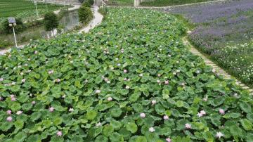 避暑旅游广西攻略路线,南丹白裤瑶民俗风情园门票预订