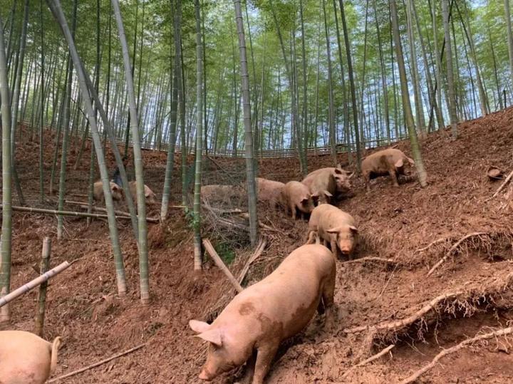 一天只卖一头猪卖完就下班,一天只卖一头猪